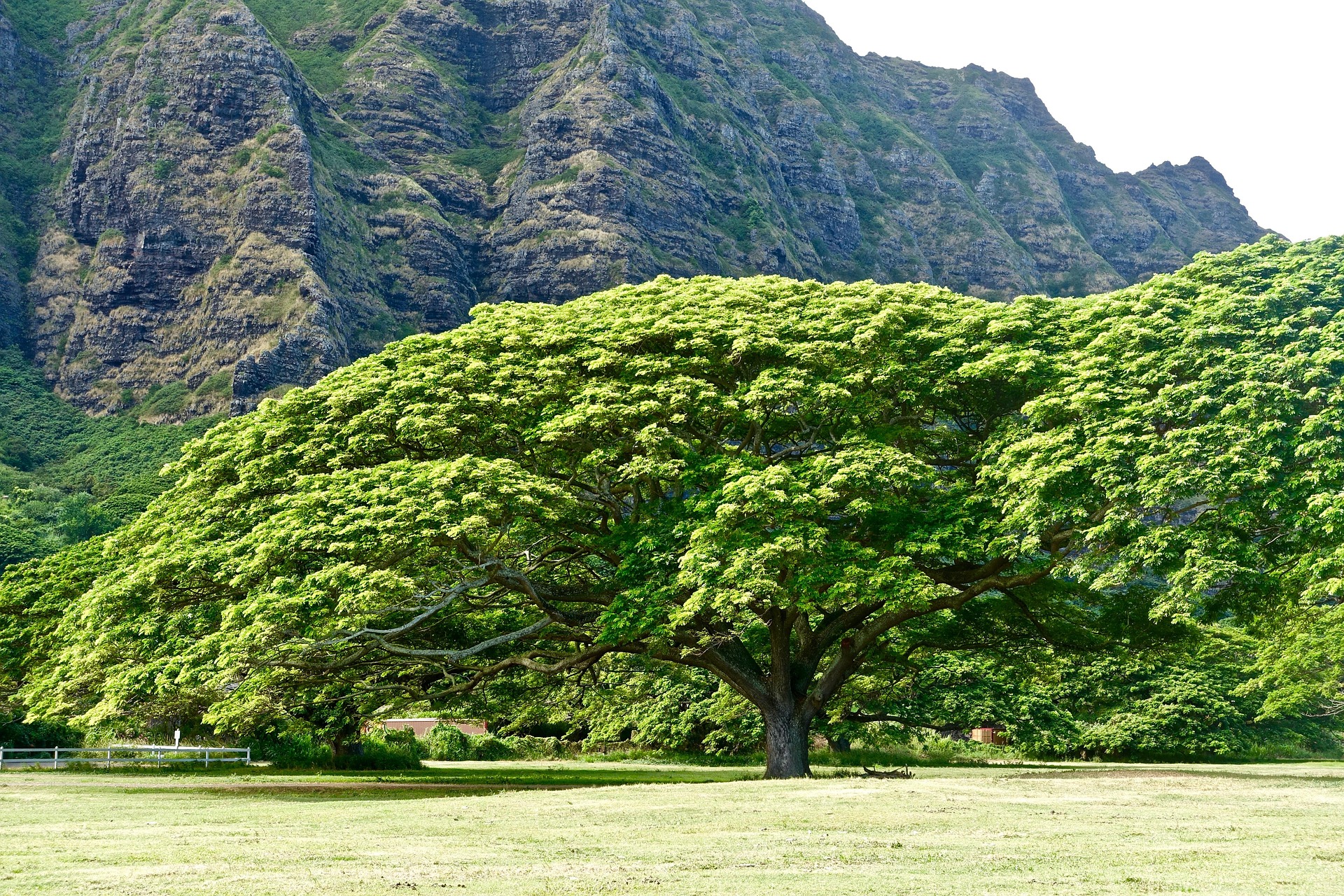 Tree with mountain